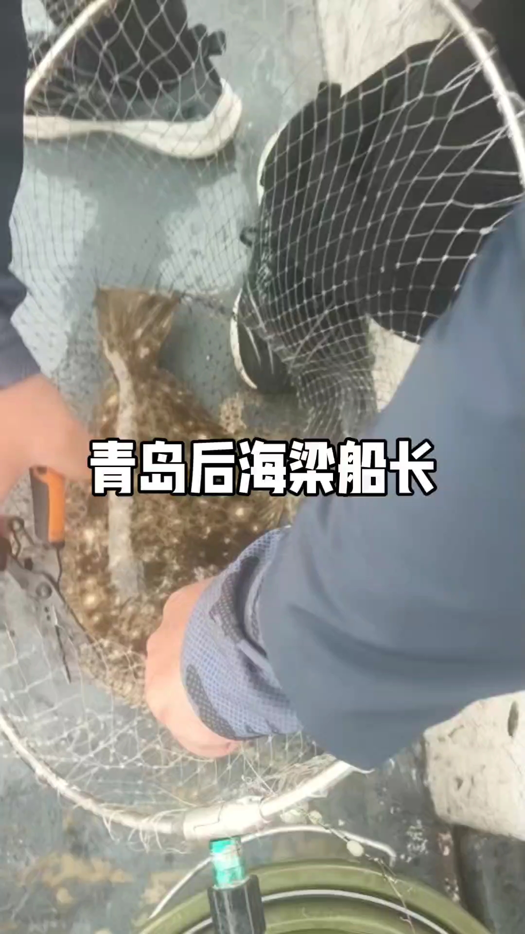 青岛后海梁船长,钓友鱼获,大压塌鱼,不错不错