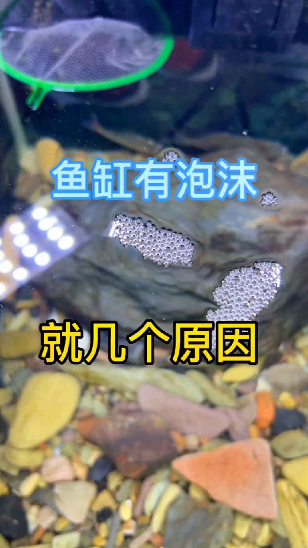 鱼缸水面上有白色泡沫怎么办,以下几个原因!