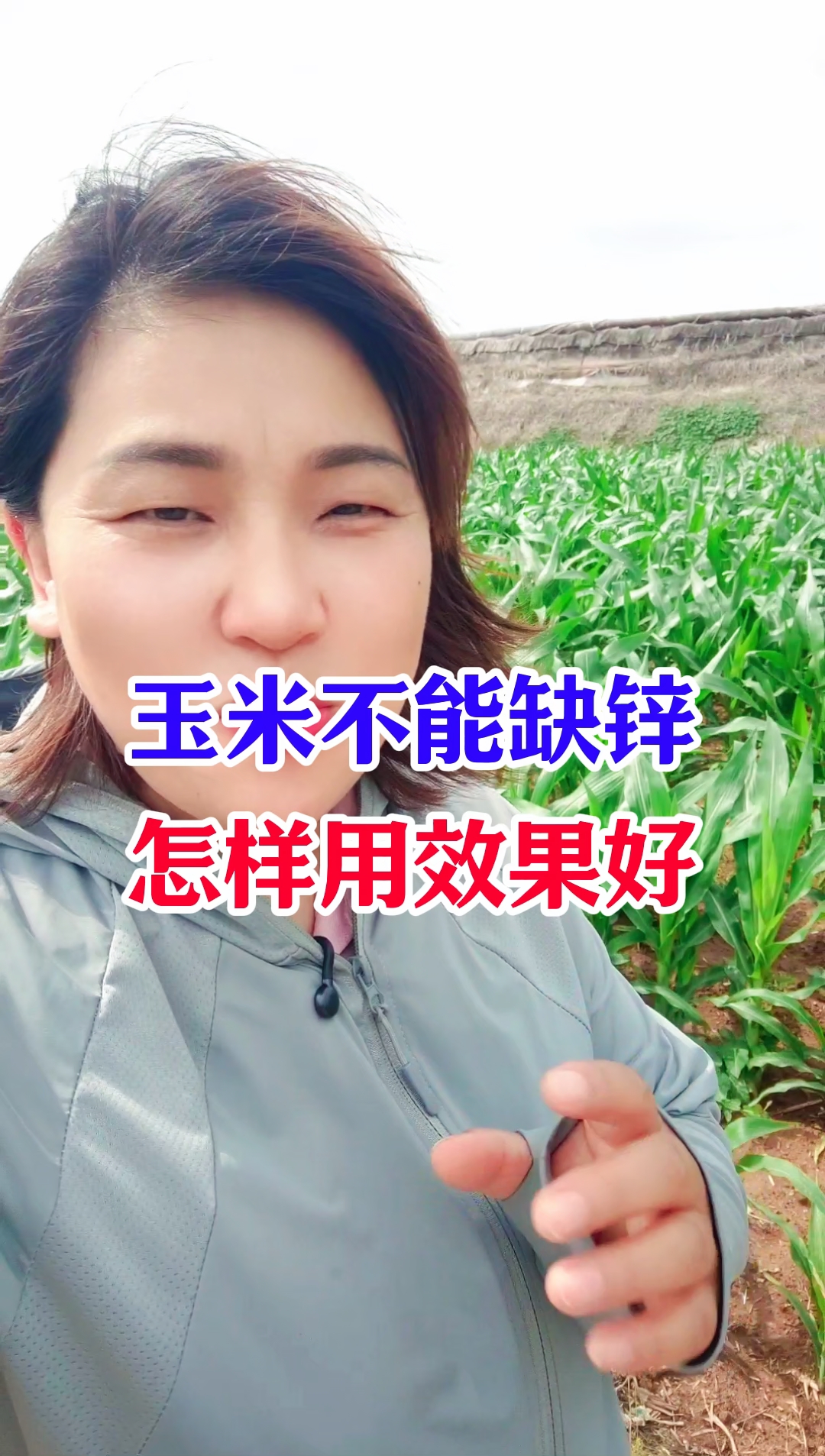 玉米不能缺锌，怎样补锌效果好#玉米种植#锌肥#EDTA锌