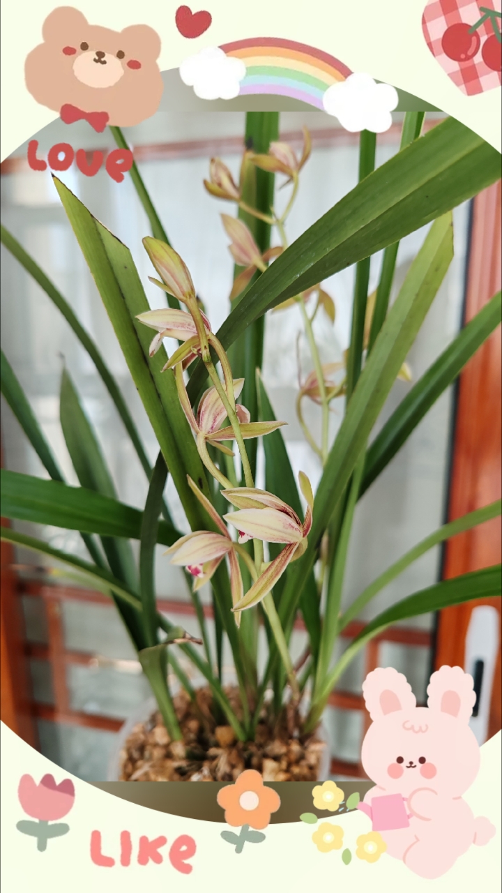 我的阳台兰花