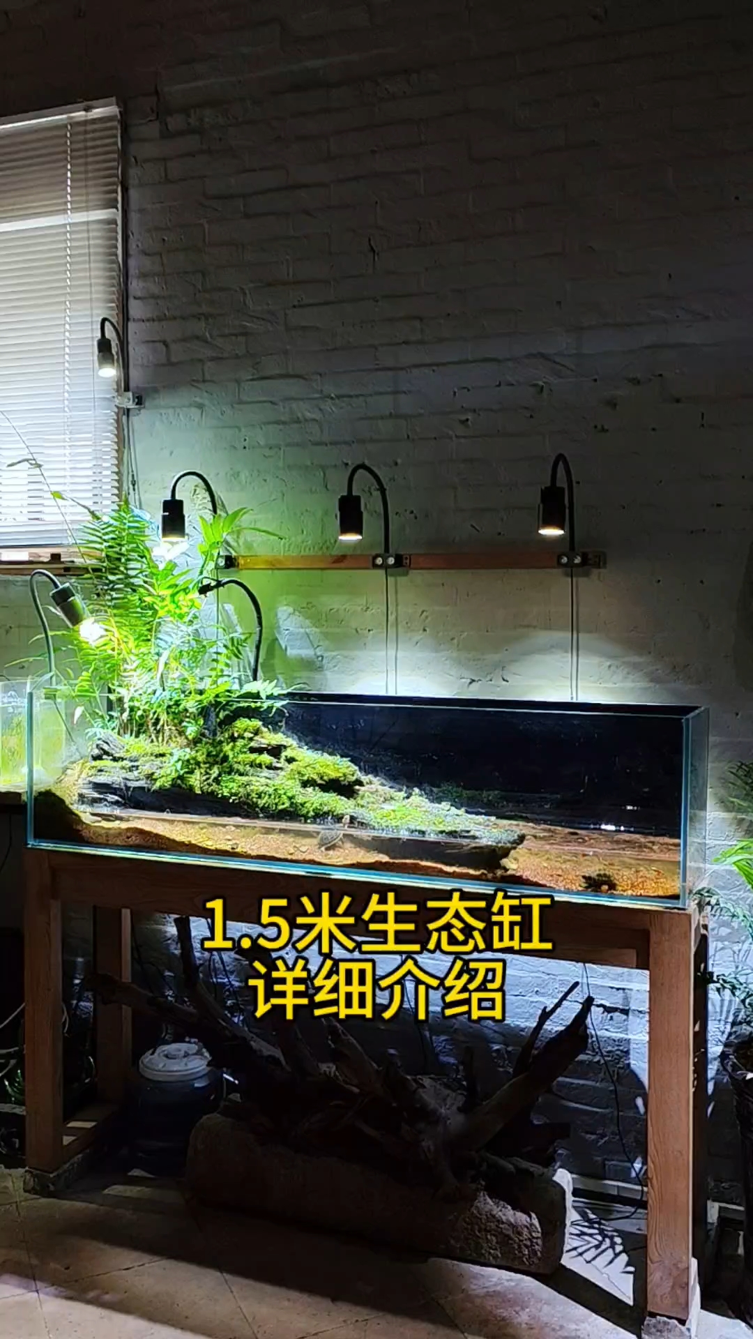 1.5米生态缸水陆缸详细介绍！#生态缸#生态鱼缸#生态鱼缸造
