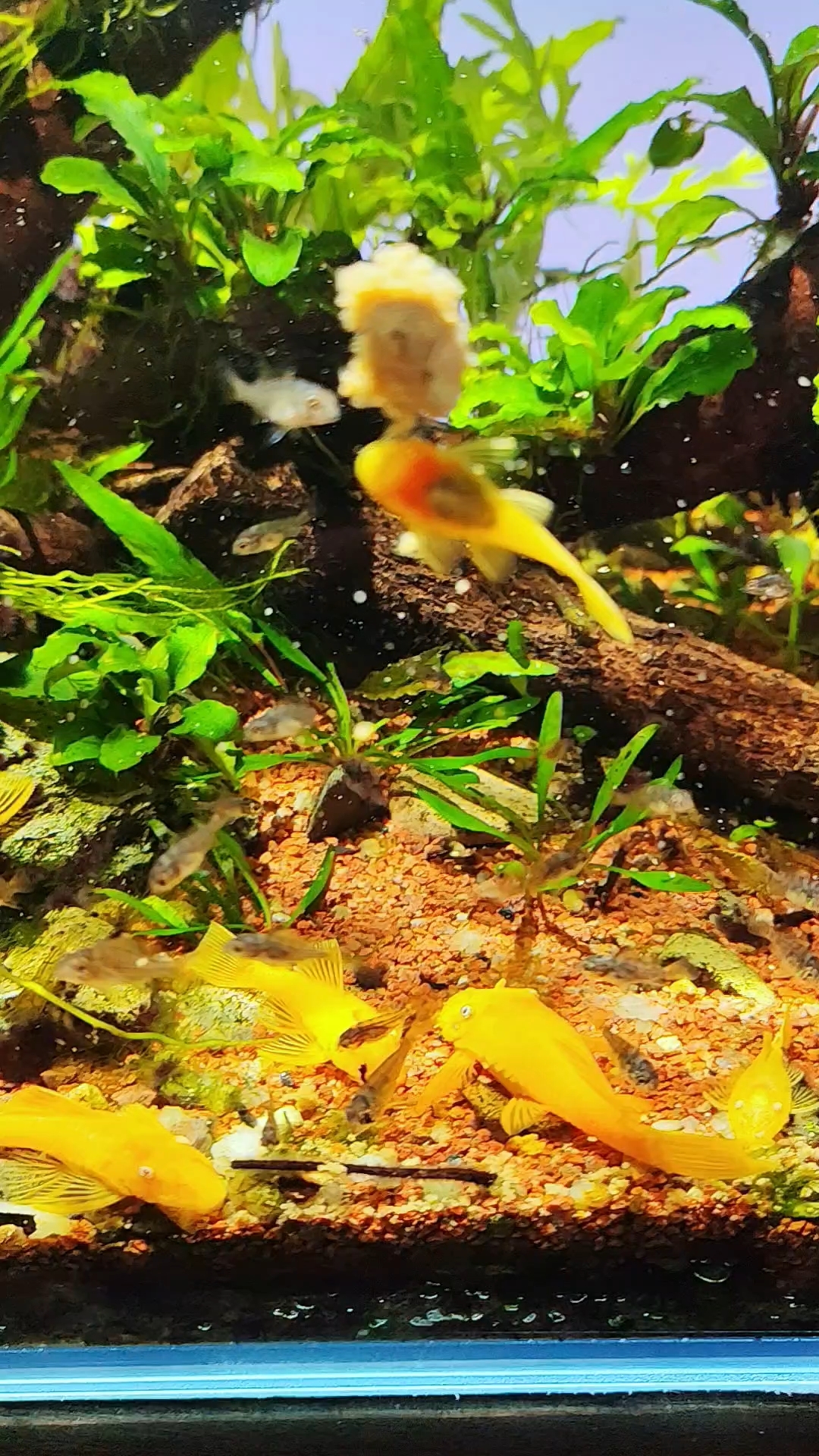 每天大量投喂鱼粮,鱼苗没怎么大胡子却大了一半!#玻利维亚凤凰