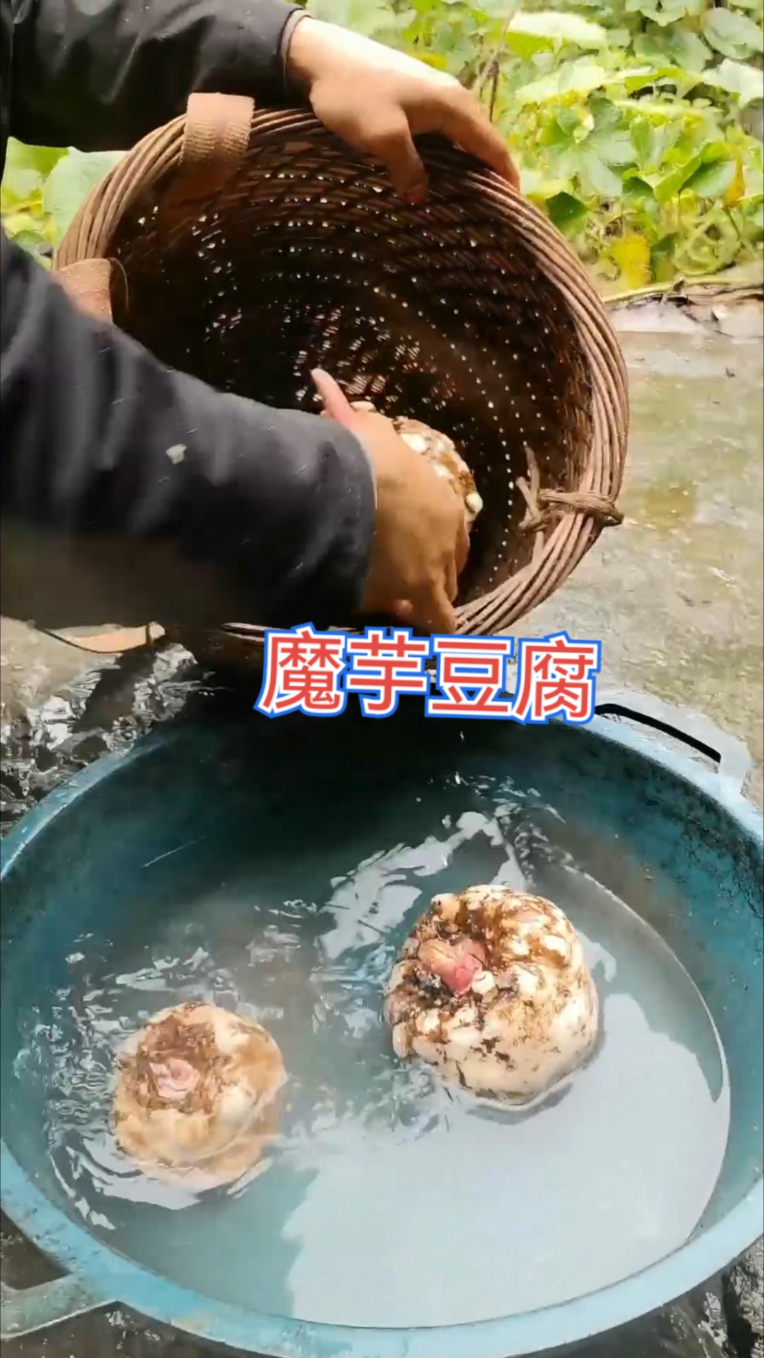 魔芋豆腐传统做法