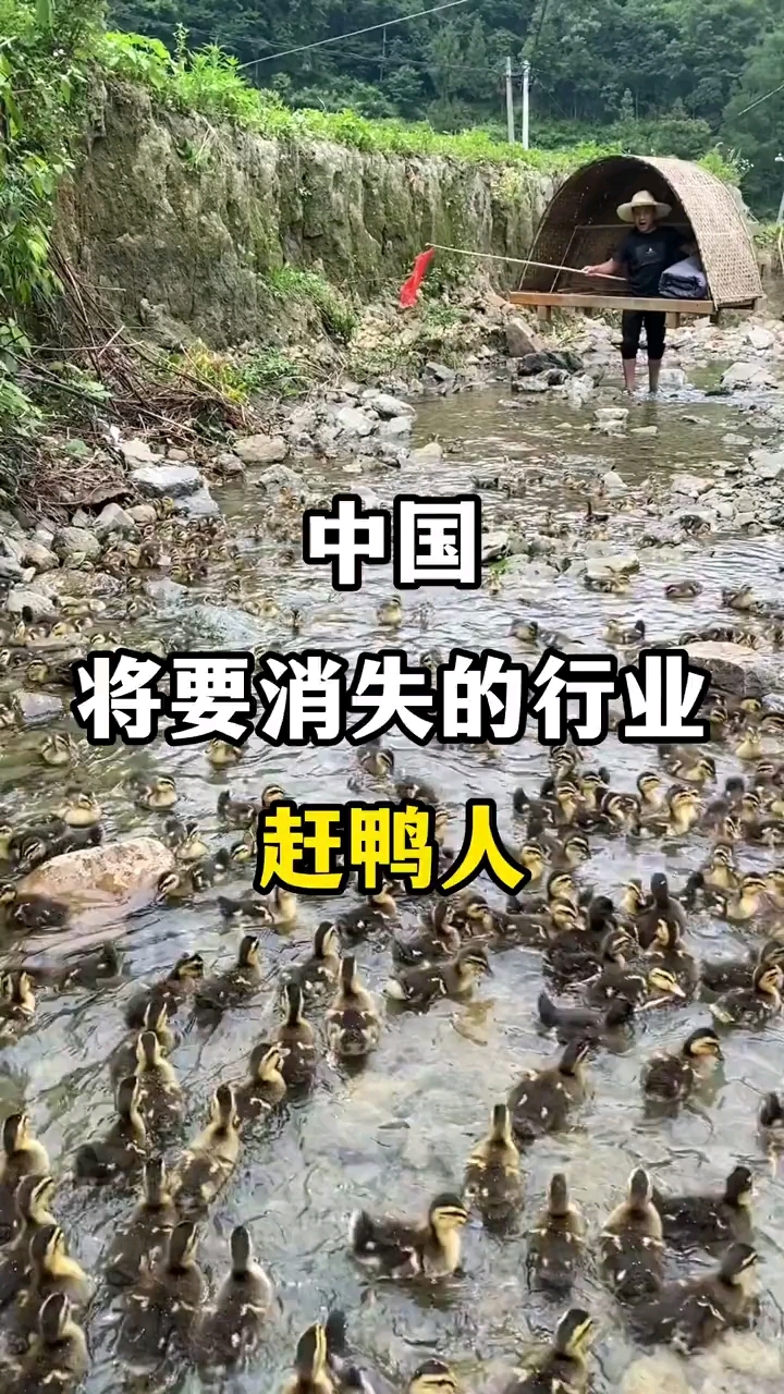中国将要消失的行业赶鸭人