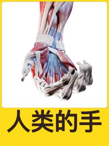 手部拥有27块骨骼、34块肌肉和超过100条韧带,是人体中最复杂且多功能的部分之一。从抓握
