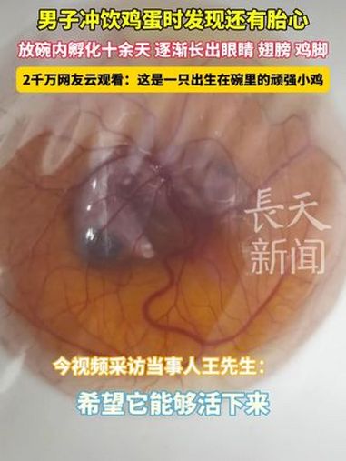 男子冲饮鸡蛋时发现还有胎心,放碗内孵化十余天 逐渐长出眼睛、翅膀、鸡脚,2千万网友观看:这