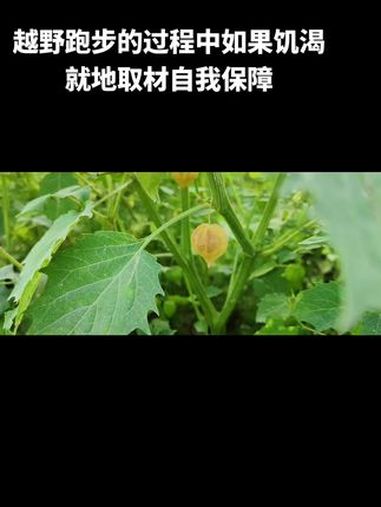 你们童年吃过这种水果吗?灯笼果,又名醋栗。一、外观特征 - 果实呈球形,直径约1厘米左右,