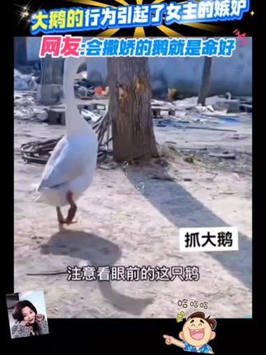 抓大鹅 抖音小游戏