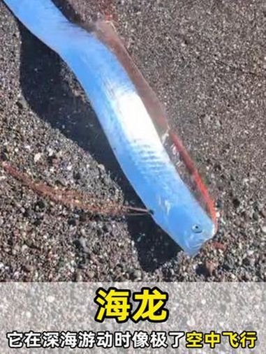 世界上最长的硬骨鱼之一,深海鱼海龙 动物科普 动物世界 海龙