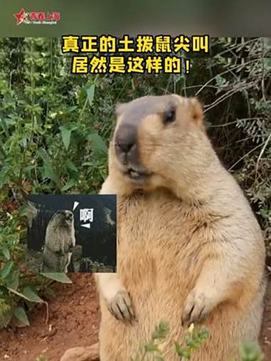 鼠鼠:不要再被表情包骗了!土拨鼠 土拨鼠尖叫 表情包 轻松一刻