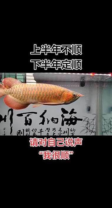 龙鱼高端龙鱼水中仙子!我家大金龙鱼游动如诗,这姿态也太震撼了吧～金龙鱼观赏 养鱼日记 自然