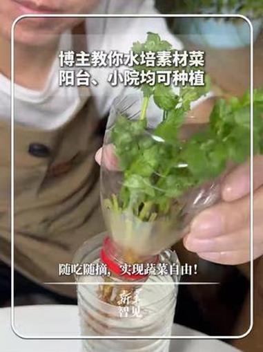 每日分享｜博主教你水培素材菜，阳台、小院均可种植。随吃随摘，实现蔬菜自由！新华每日电讯