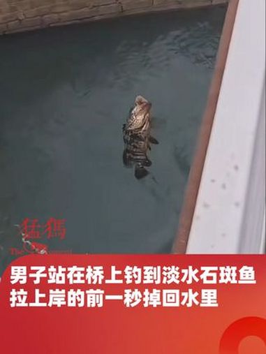 男子站在桥上钓到淡水石斑鱼,拉上岸的前一秒掉回水里,现场围观者全体“哦豁”