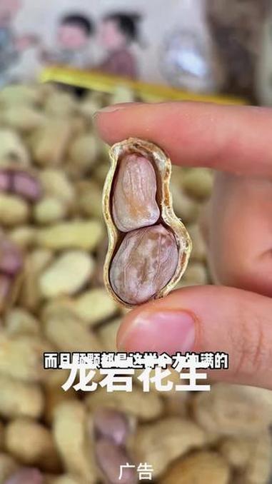 「6.9到手1斤」水煮日晒花生,香韧有嚼劲好吃不上火