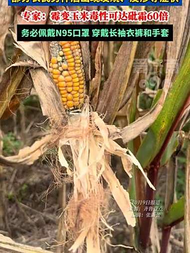 抢收玉米更要防中毒 专家:霉变玉米毒性可达砒霜60倍 玉米 抢收玉米 阴雨天 秋收 热点