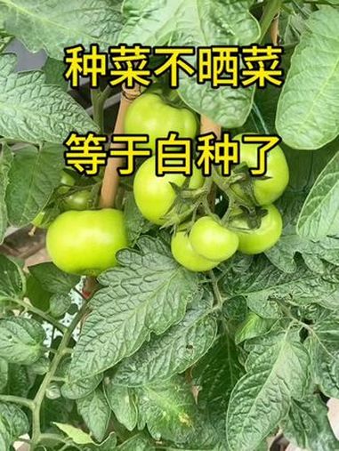 种菜不晒菜等于白种了,精神菜友们快来晒一晒吧,让大家都来夸一夸～关注我一起学种菜 我的小菜