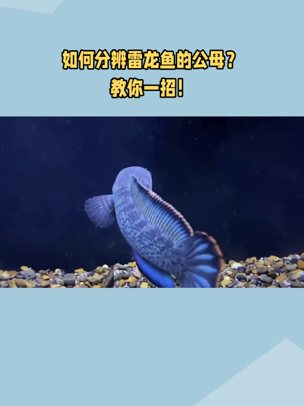 如何分辨雷龙鱼的公母?体型、外观、颜色三招教你轻松搞定!