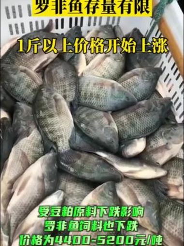 上半年罗非鱼涨幅明显,下半年可能有所下滑,养殖户主要注意水霉病的治理。水产养殖 饲料原料 