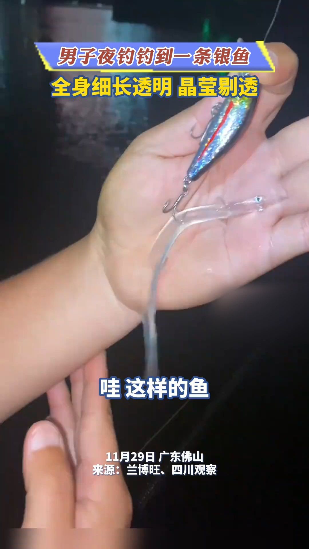 男子夜钓钓到一条银鱼,全身细长透明