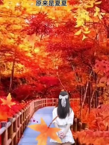 枫叶落满地 对你思念更浓郁