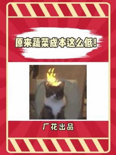 原来这些蔬菜的原价格这么低吗?麻辣烫 烤串 蔬菜价格 成本价