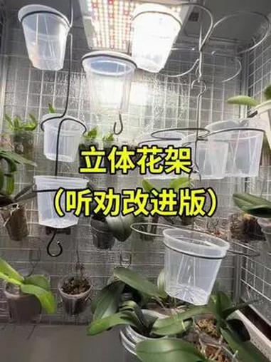 阳台立体花架(听劝改进版)园艺 蝴蝶兰 阳台花架 养花 立体花架
