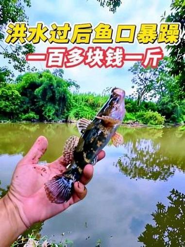 野钓有大惊喜，你们钓过一百多块钱一斤的鱼吗 #钓鱼实战经验分享 #创作者中心 #创作灵感 