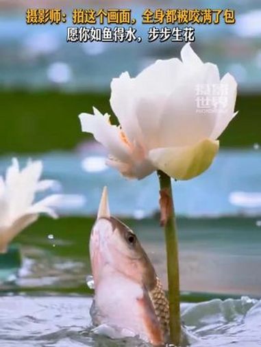 愿你如鱼得水,步步生花!(来源 新华社 摄影世界编辑部)趣中国