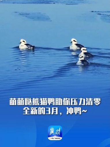 萌萌哒熊猫鸭助你压力清零 全新的3月,冲鸭~ 美丽河北 最美中国