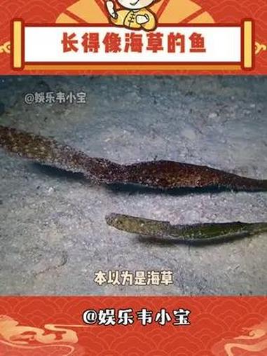 本以为是海草,没想到是条鱼 神奇动物 海洋生物 剃刀鱼