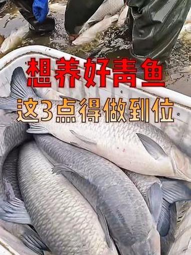 养殖青鱼,新手很容易忽视的三大细节,看看你中招了吗?#养鱼人 #水产养殖 #水产养殖技术 