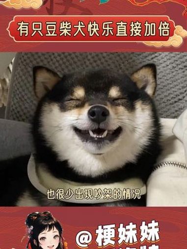 可爱又省心的毛孩子,豆柴犬绝对是不二之选 柴犬 豆柴 柴犬宝宝 可爱到爆炸 内容启发搜索