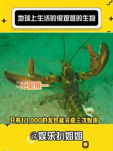 地球上生活的很艰难的生物 神奇动物在抖音 海洋生物 娱乐评论大赏