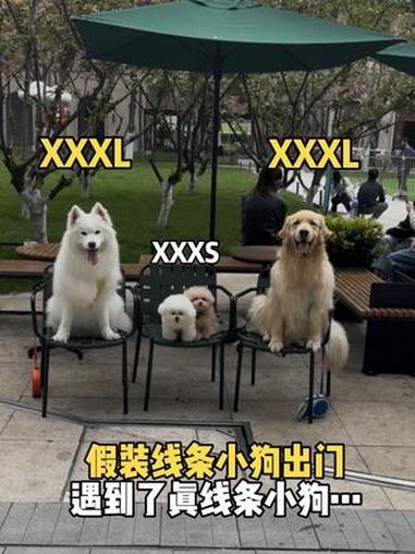假装线条小狗出门遇到了真线条小狗 #遛狗专区 #线条小狗 #世界不能没有小狗狗 #有趣的狗