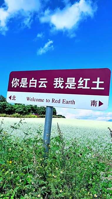 白色油菜花你有见过吗?云南东川的红土地上,原本炽烈如火的红土,被漫山遍野的白花温柔覆盖,仿