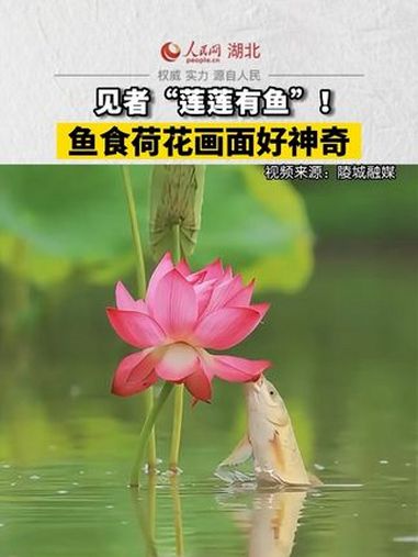 见者“莲莲有鱼”!鱼食荷花画面好神奇