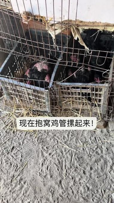 现在抱窝鸡管摞起来！#鸡孵蛋全过程 #母鸡孵化过程 #母鸡产蛋多 #母鸡孵蛋过程 #母鸡孵