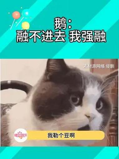 大鹅:也没人跟我说过你们会飞啊 呜呜呜 天鹅 大鹅 万万没想到