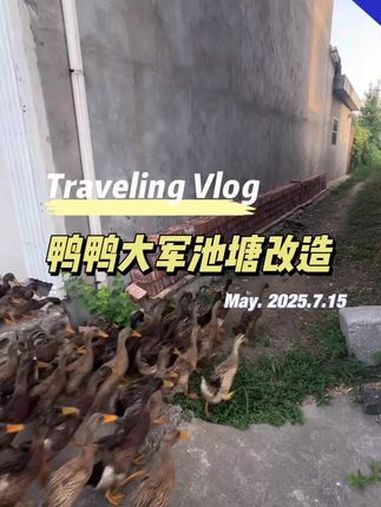 鸭鸭大军挥师南下的一天，咱们鸭鸭的小池塘又有水玩啦，真开森 捡鸭子 后续 溜鸭子 原创视频