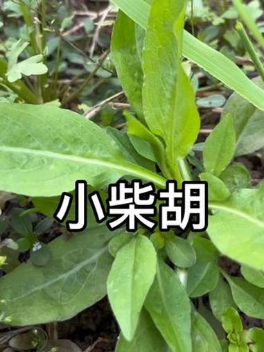 农村野草 #野生植物 #你们家乡有这种植物吗 #野菜 #新农人计划