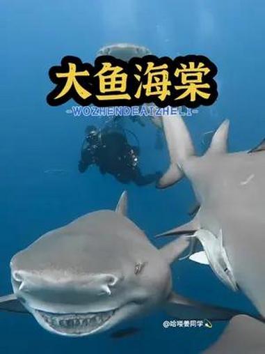 来中国台湾省钓鱼岛耍吗?极限运动 户外极限玩法 旅行大玩家 潜水 鲨鱼