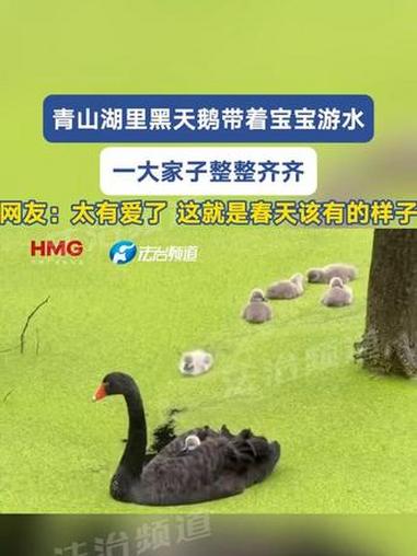 青山湖里黑天鹅带着宝宝游水 一大家子整整齐齐 网友：太有爱了 这就是春天该有的样子（C）