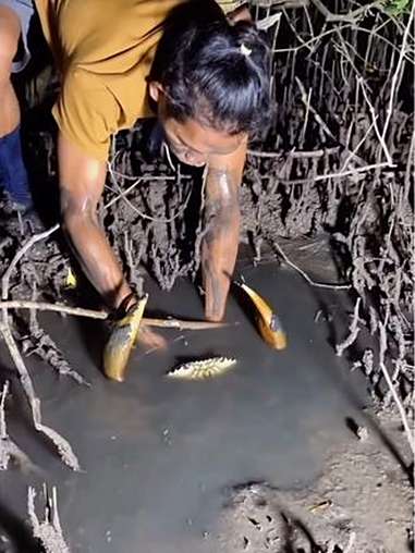 户外赶海:渔民在退潮后的红树林中捕到一只四五斤的大青蟹 户外赶海抓海鲜 青蟹 赶海 真实户