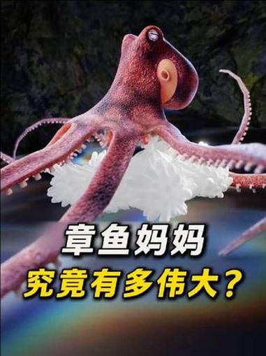 章鱼 冷知识 知识科普 海洋生物