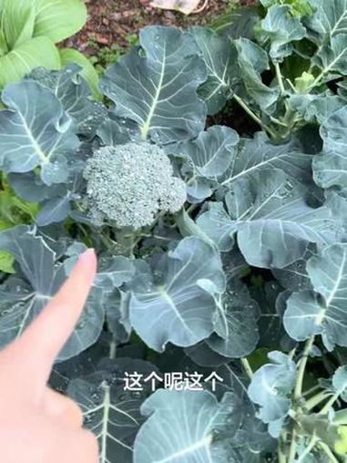 四体不勤五谷不分,哈哈……这些菜你认得吗?#我的乡村生活 #菜园 #谁知道这是什么 #新鲜