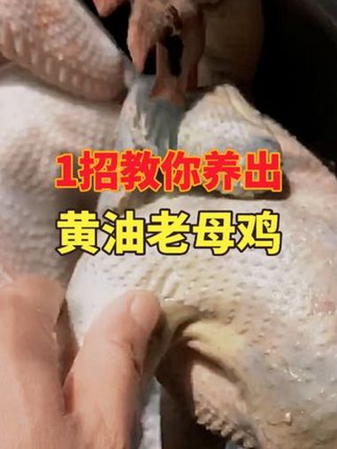 鸡没有黄油是怎么回事?1招教你养出黄油老母鸡 养鸡人 黄油老母鸡 肉鸡养殖 天然叶黄素 饲