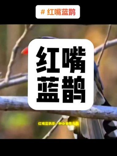 嘴蓝鹊别名山鹊、长尾鹊,是鸦科蓝鹊属的一种观赏性较强的大型鸣禽。红嘴蓝鹊是一种杂食性鸟类,
