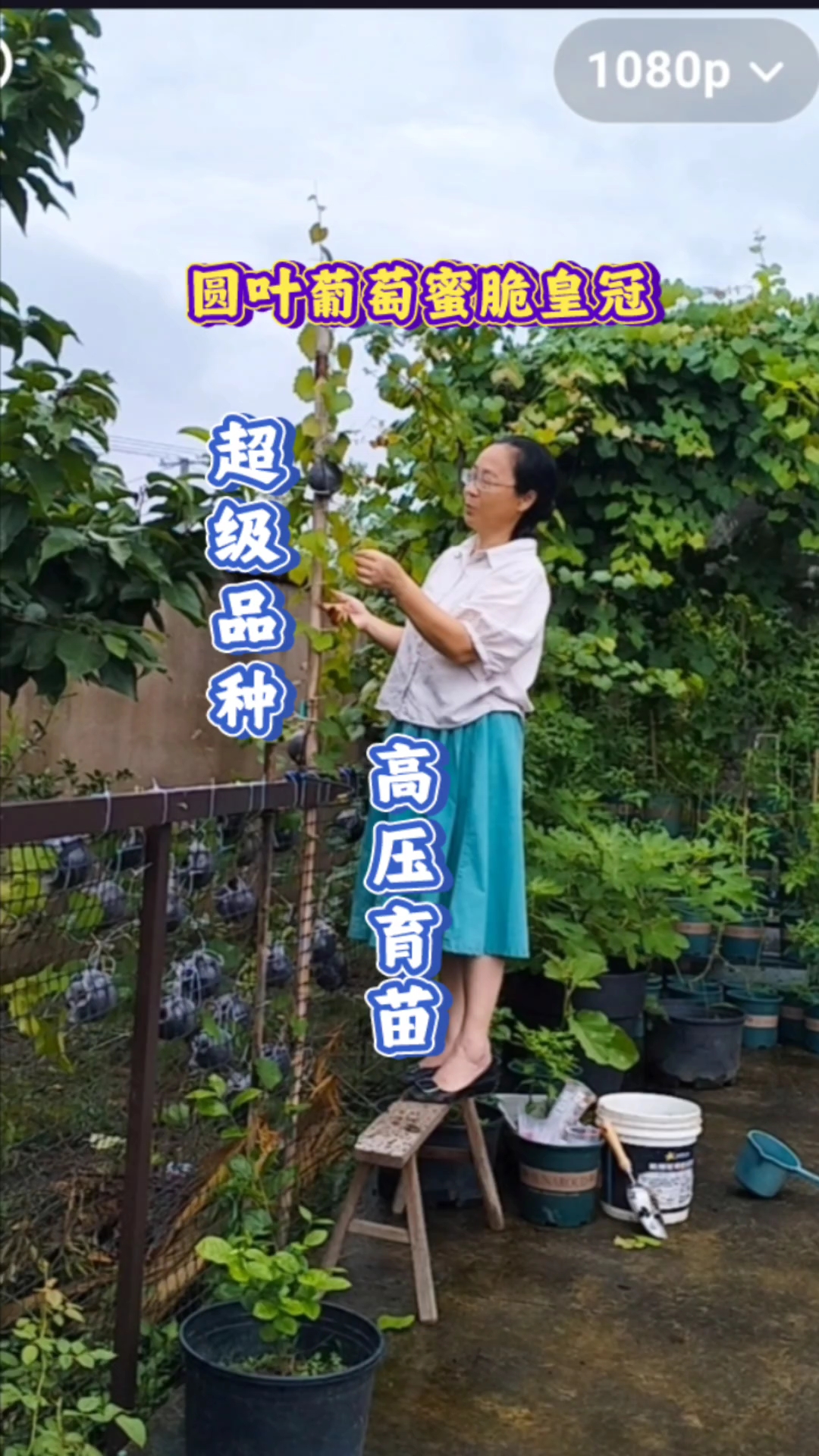 圆叶葡萄超级品种蜜脆皇冠高压育苗方法