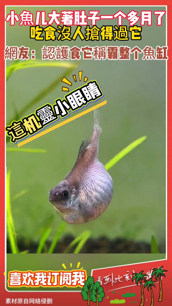 小鱼大肚子一个多月了,不知是胖还是病,网友:护食称霸鱼缸!
