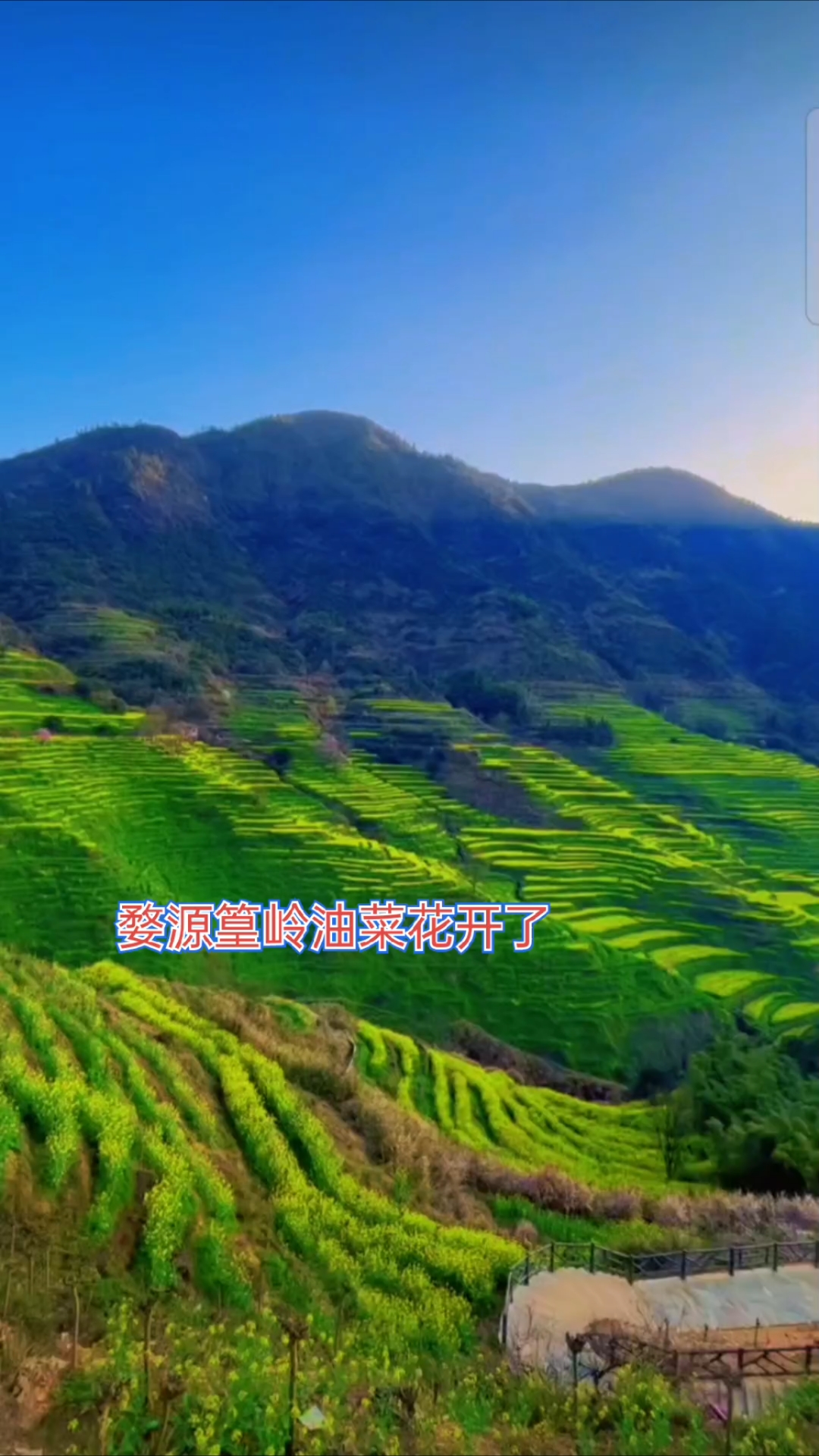 婺源油菜花最佳赏花时期,盛花期:3月中旬到4月上旬,我追花来